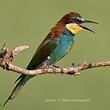 01moravsti-papousci_110_img_5867_950_200.jpg